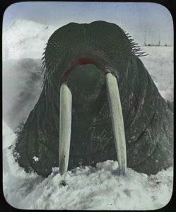 Image of A Large Walrus Head